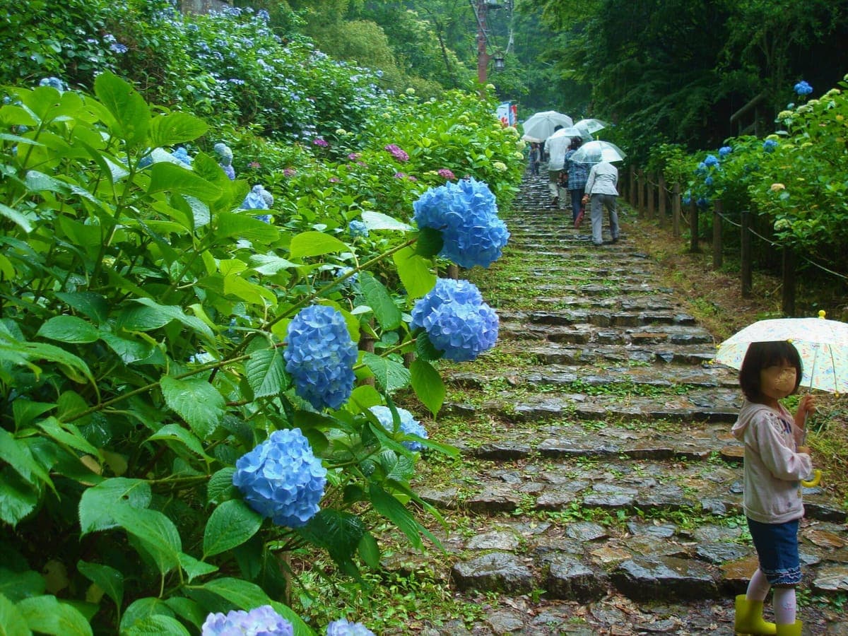 Ohira Mountain Shrine Road