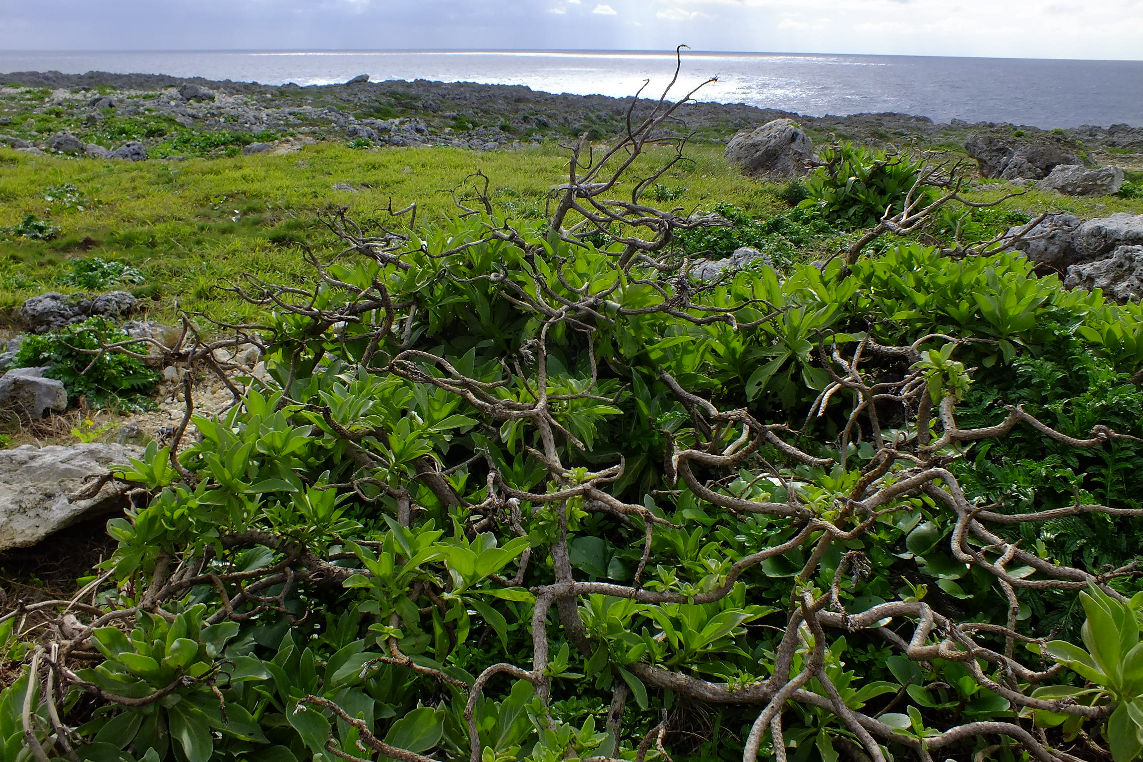 Cape Takana