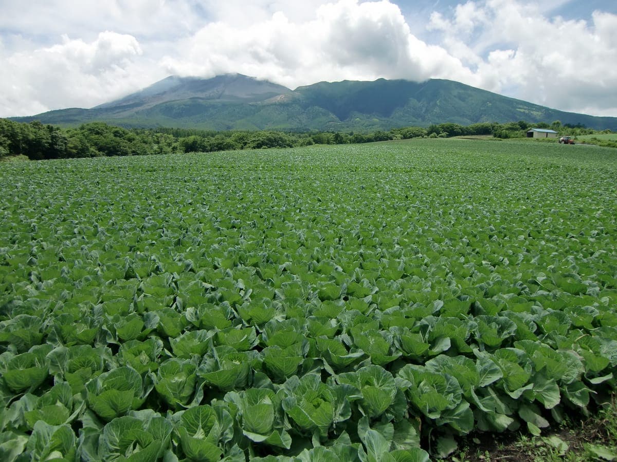Tsumagoi Cabbage Fields
