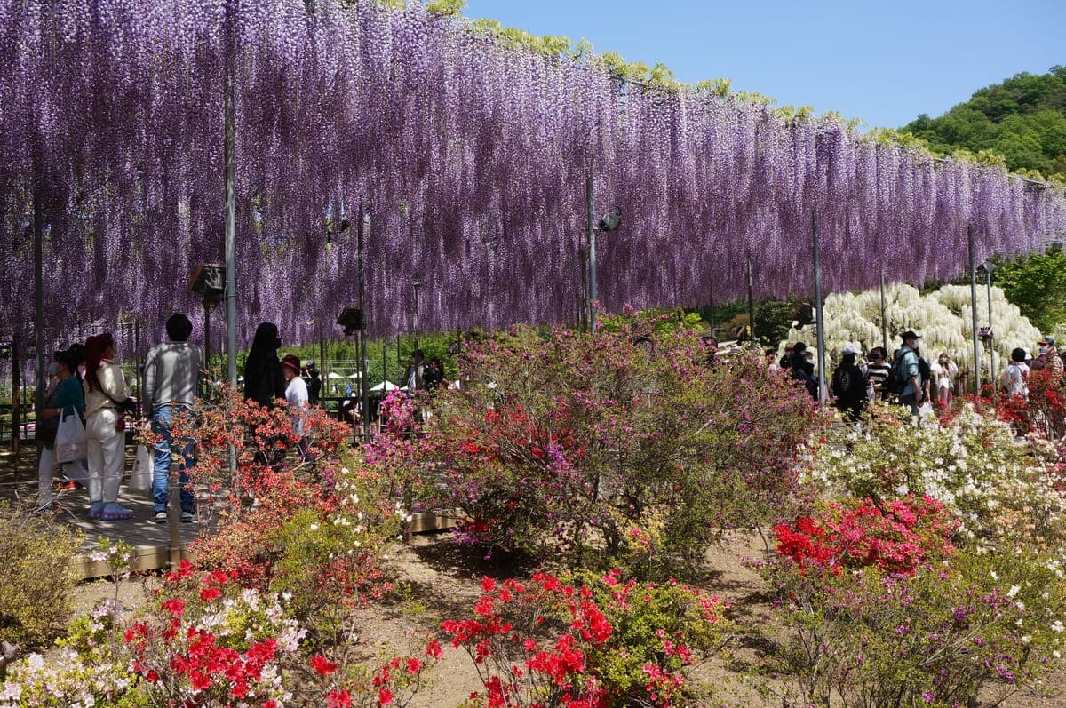 Ashikaga Flower Park
