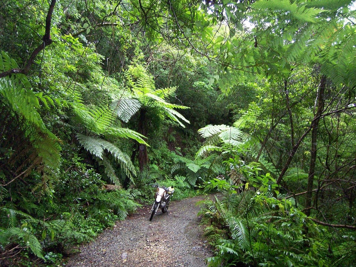 Kinsakubaru Virgin Forest