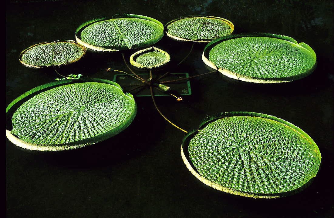 Kyoto Botanical Gardens