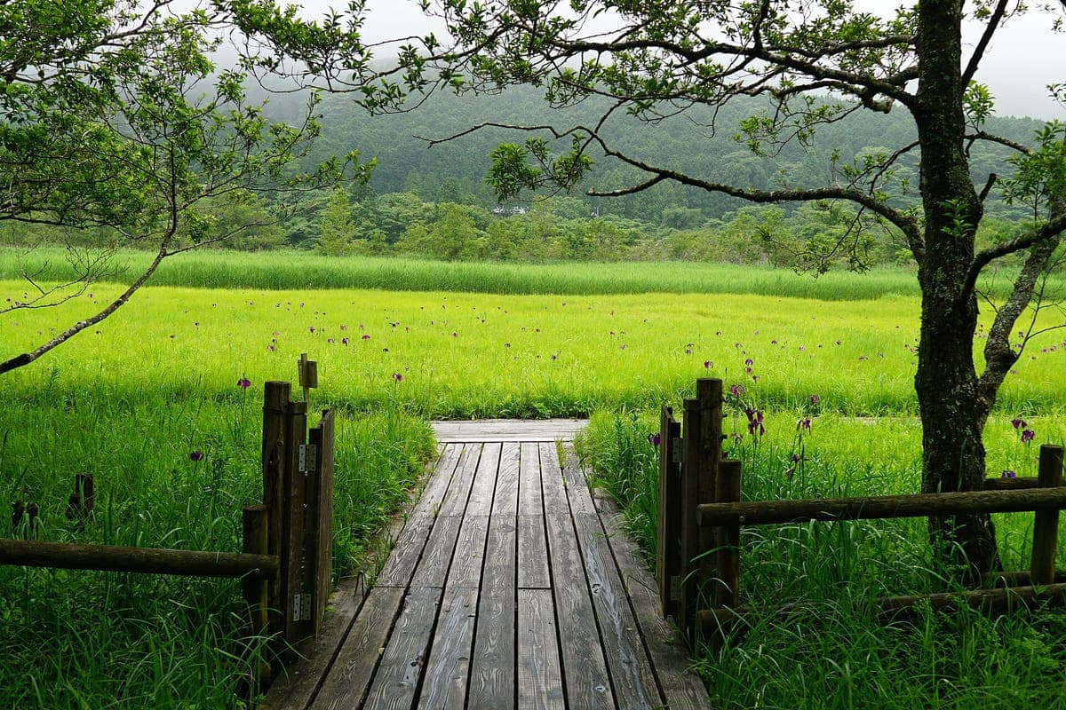 Hakone Botanical Garden of Wetlands