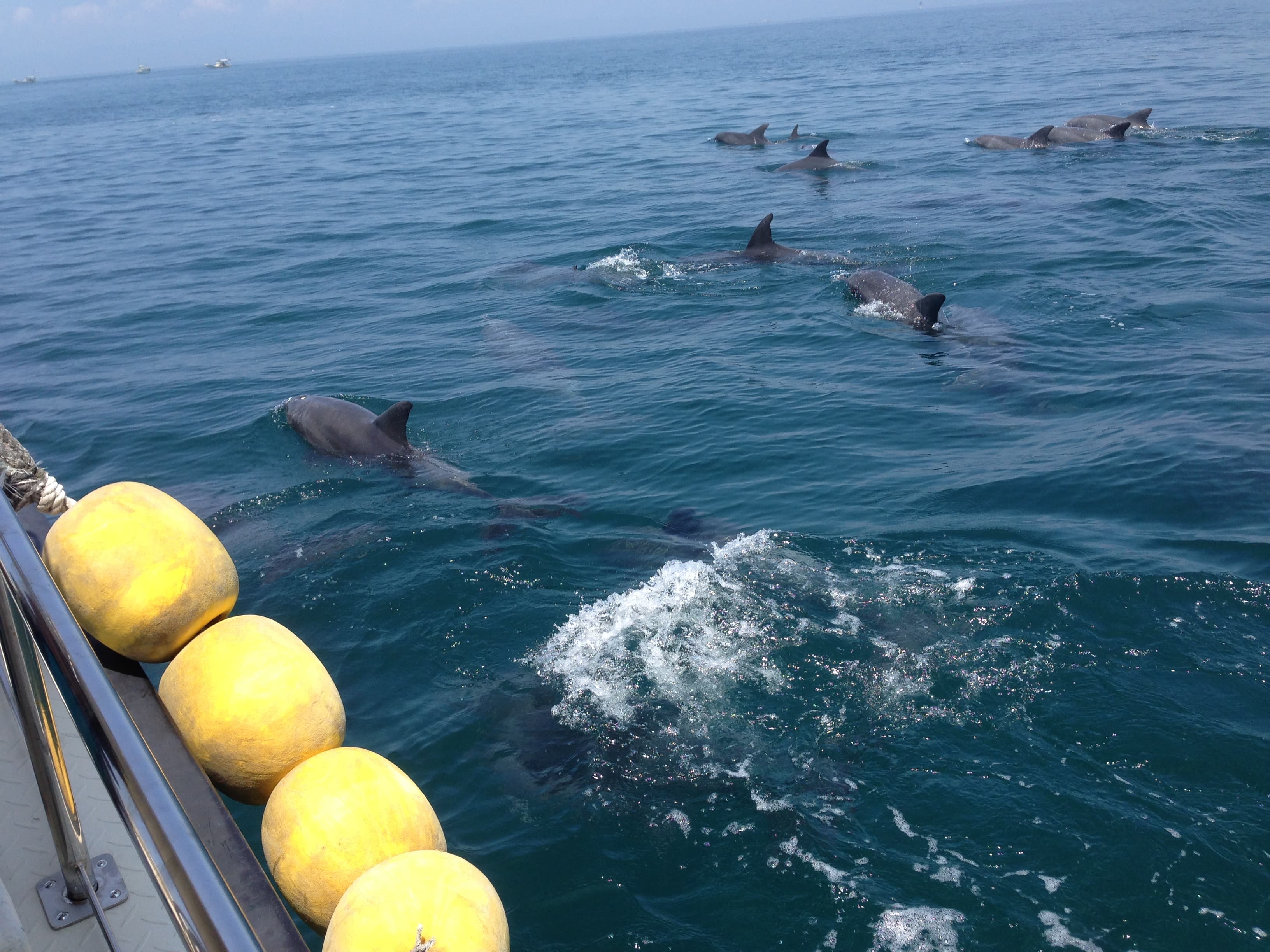 Amakusa Dolphin Watching (Futae Port)