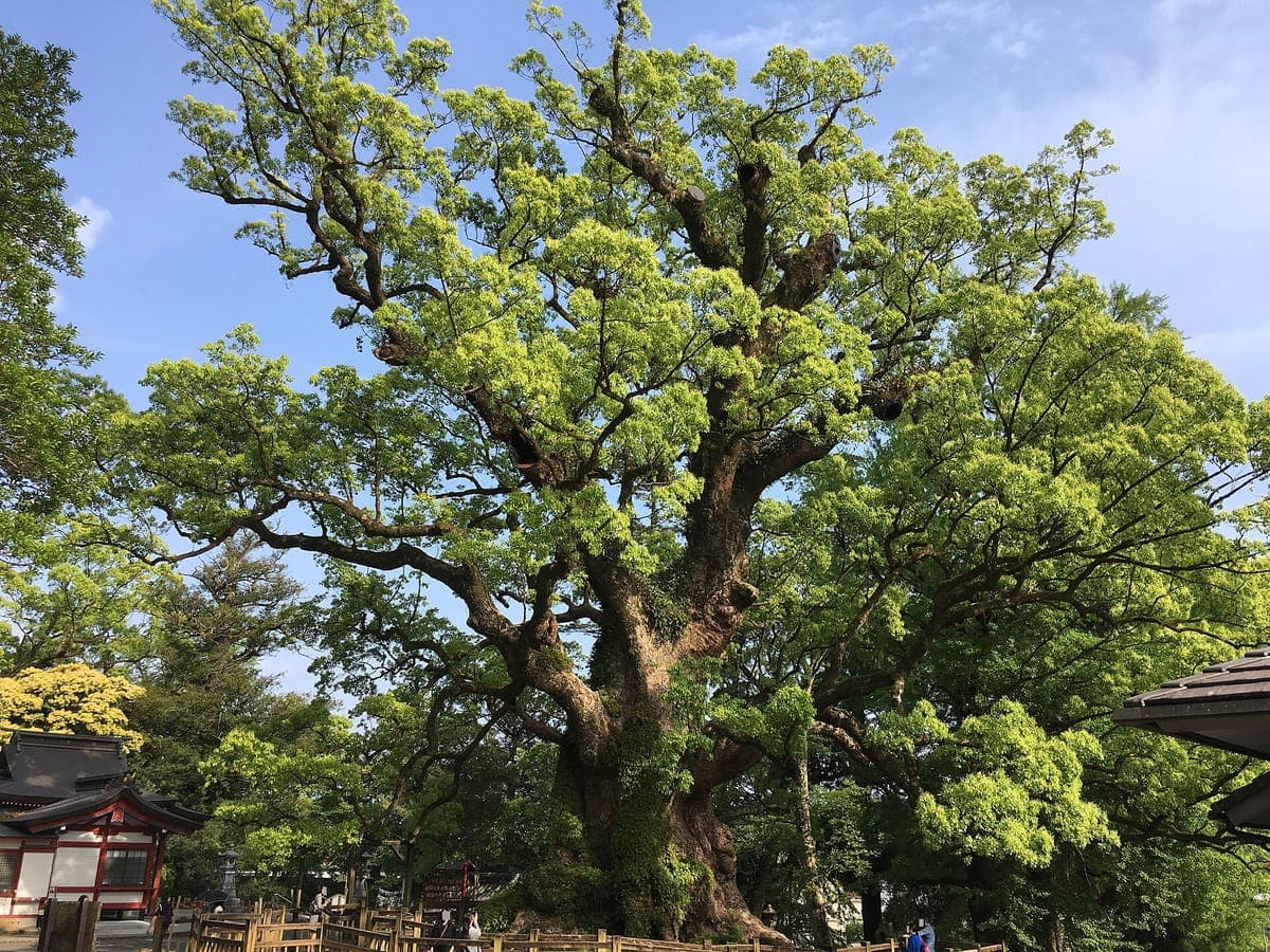 Kamo Giant Camphor