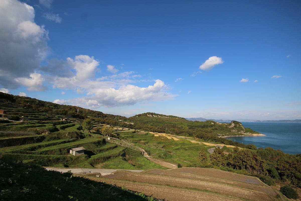 Teshima Rice Terraces