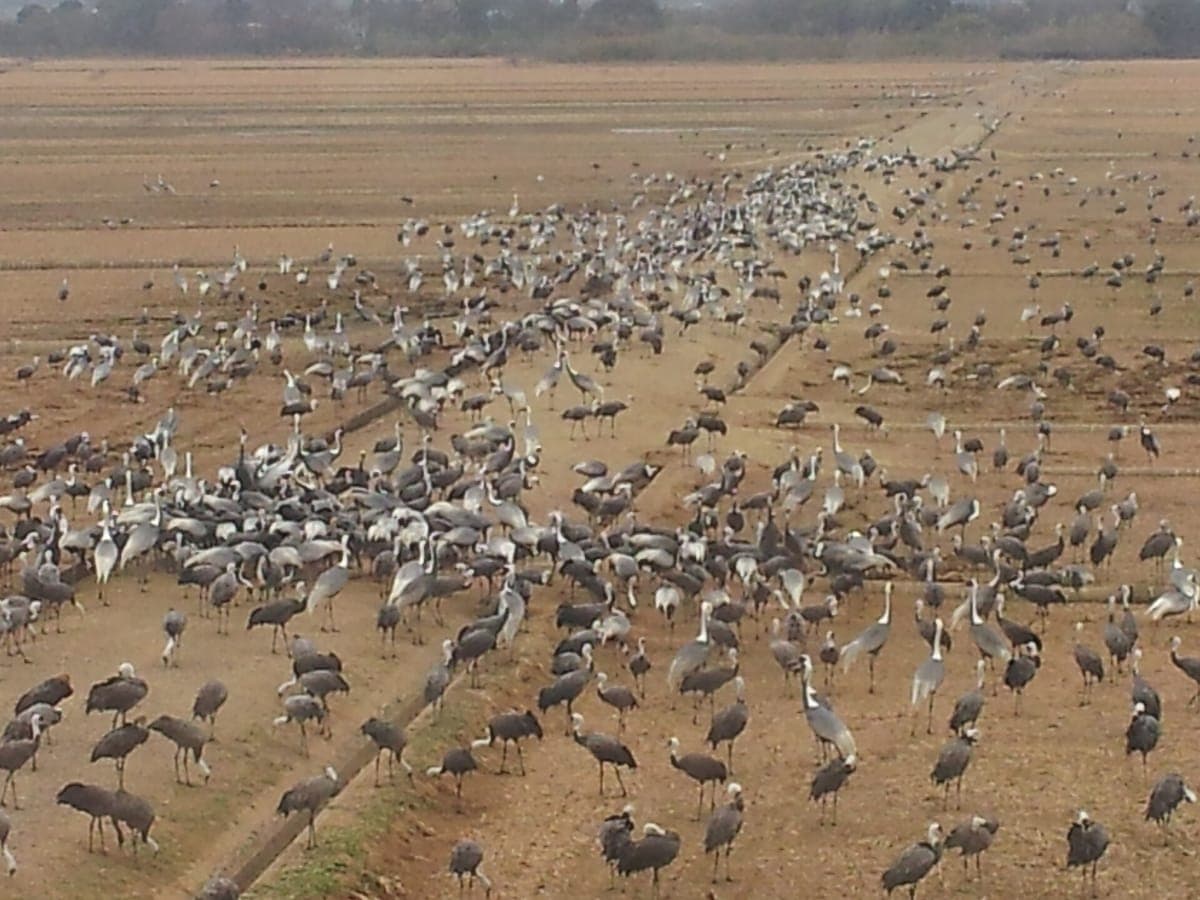 Izumi Cranes Winter