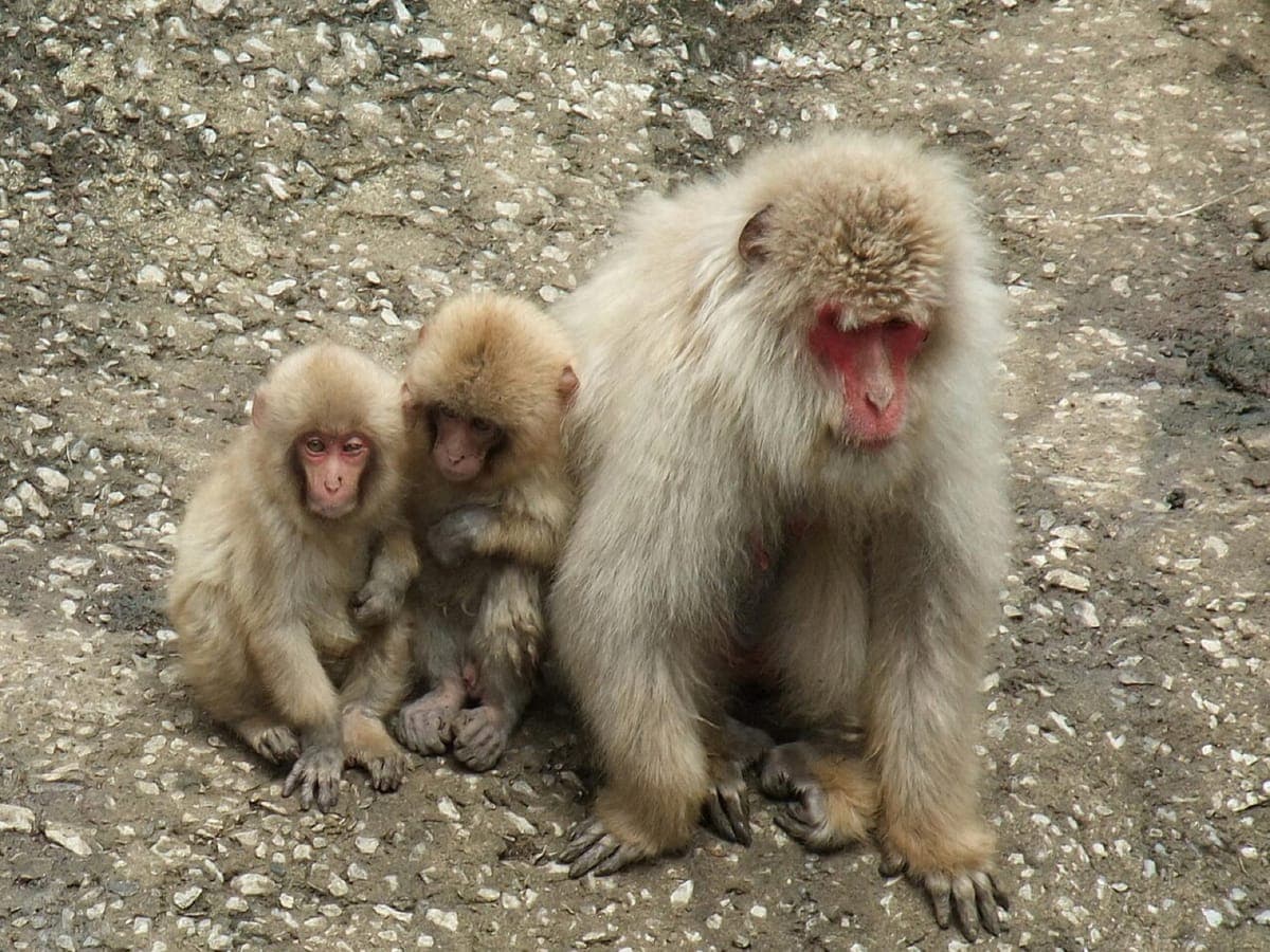 Wakinosawa Wild Monkey Park