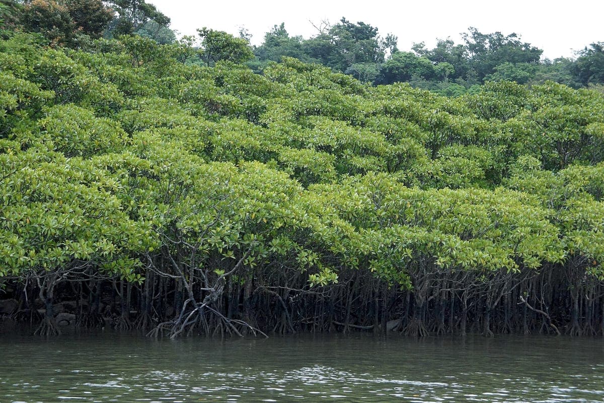 Iriomote Mangrove Kayak