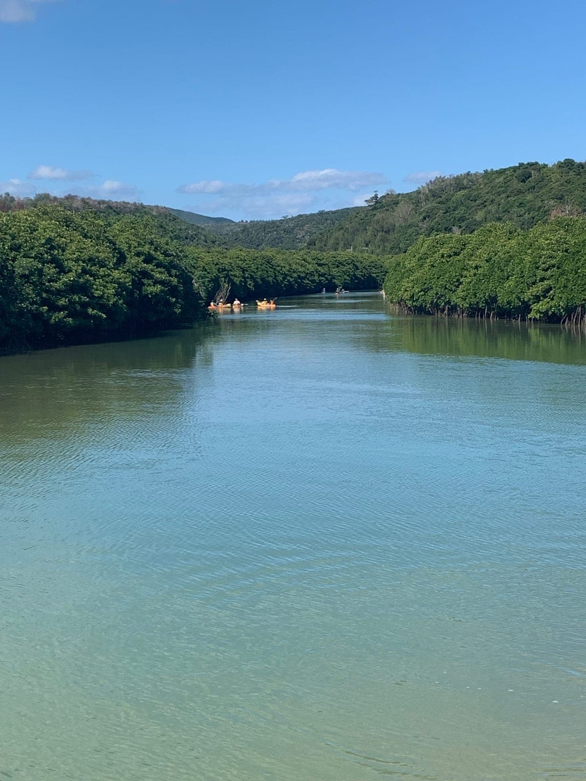 Mangrove Kayaking