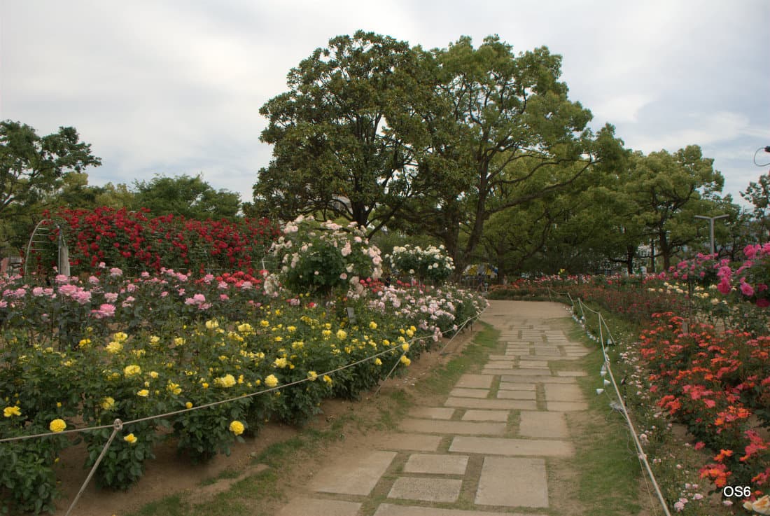Fukuyama Rose City