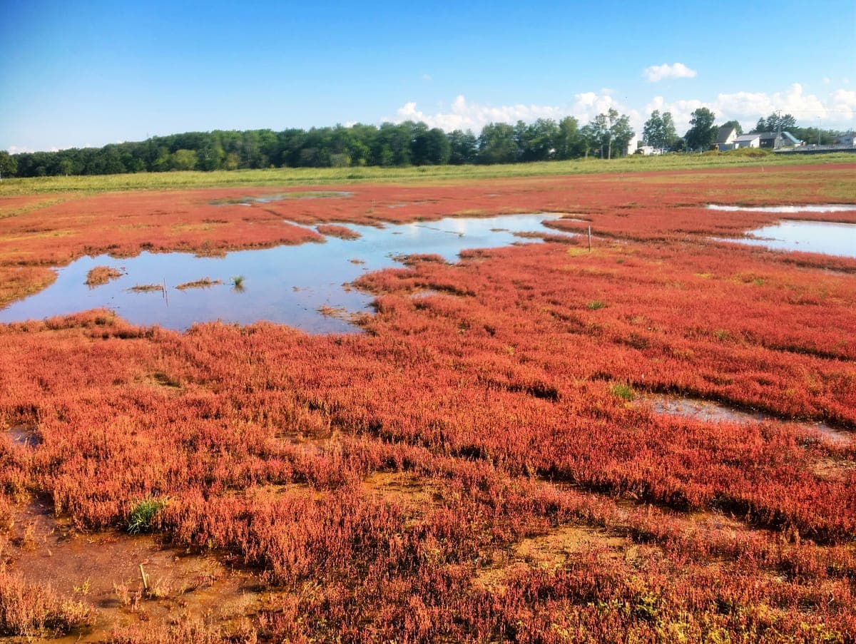 Lake Notoro Coral Grass Colony
