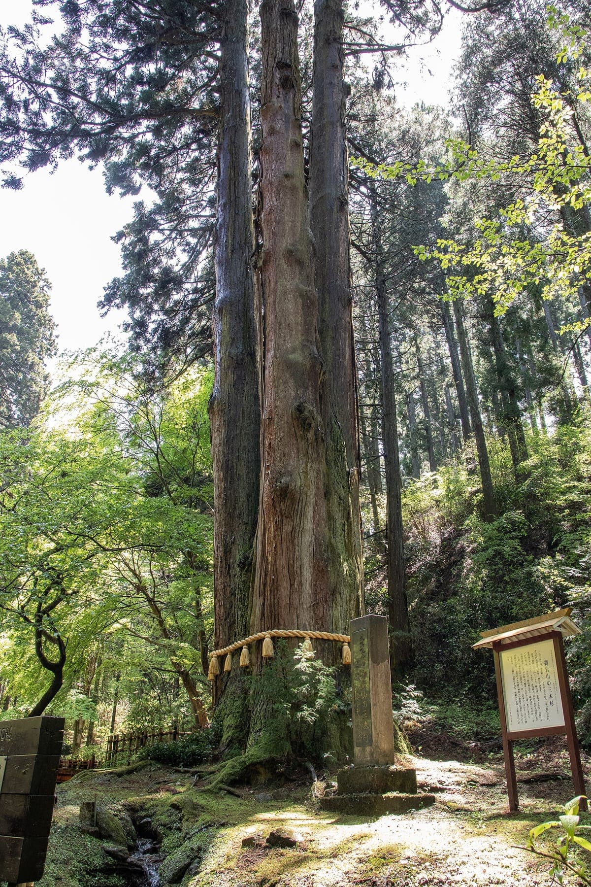 Oiwa Shrine Forest