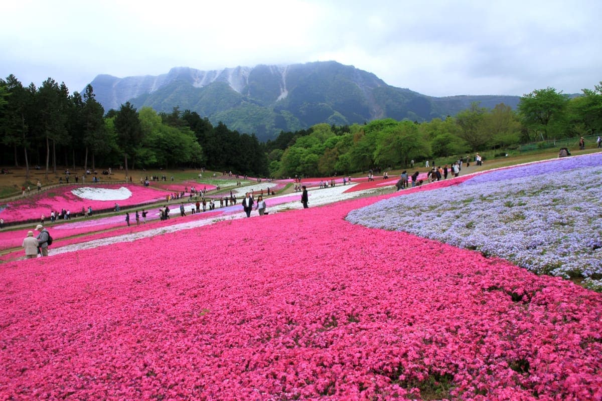 Hitsujiyama Park (Shibazakura no Oka)