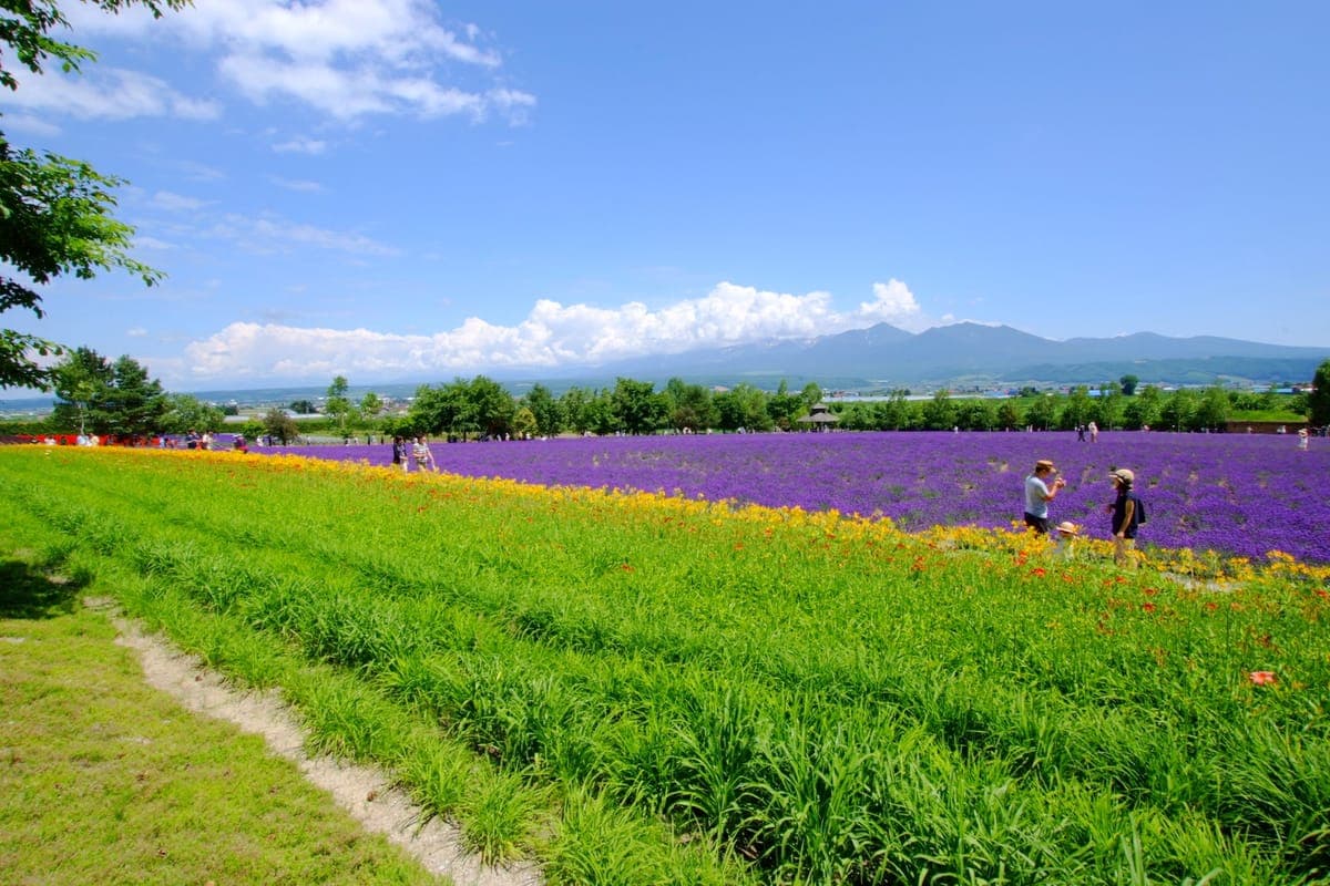 Farm Tomita