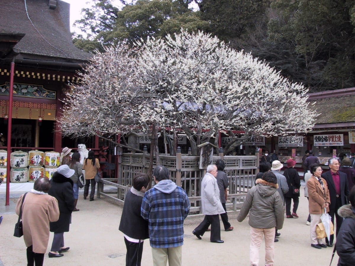 Dazaifu Tenmangu Plum Blossoms