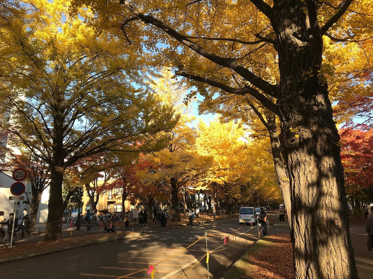 Hokkaido University Ginkgo Avenue