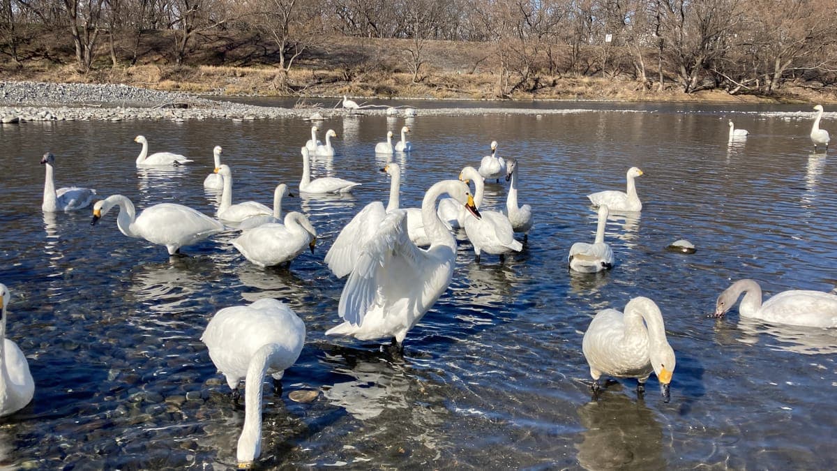 Gohoden Yusuichi Swan Pond