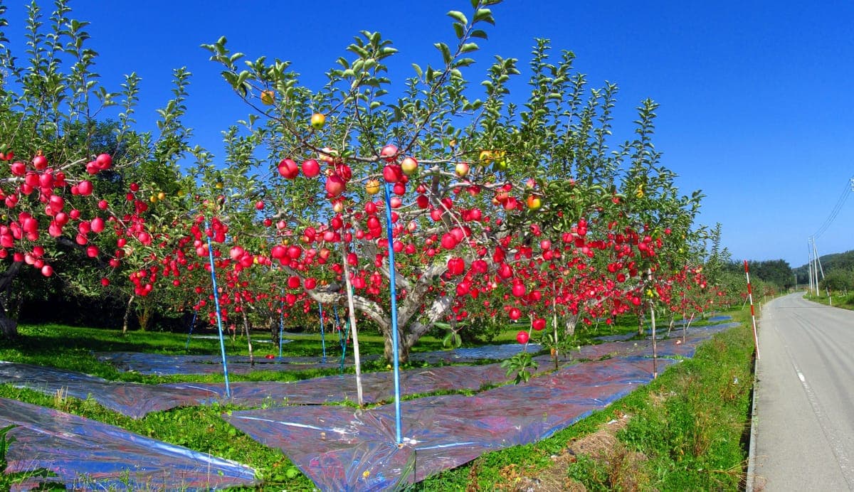 Hirosaki Apple Park