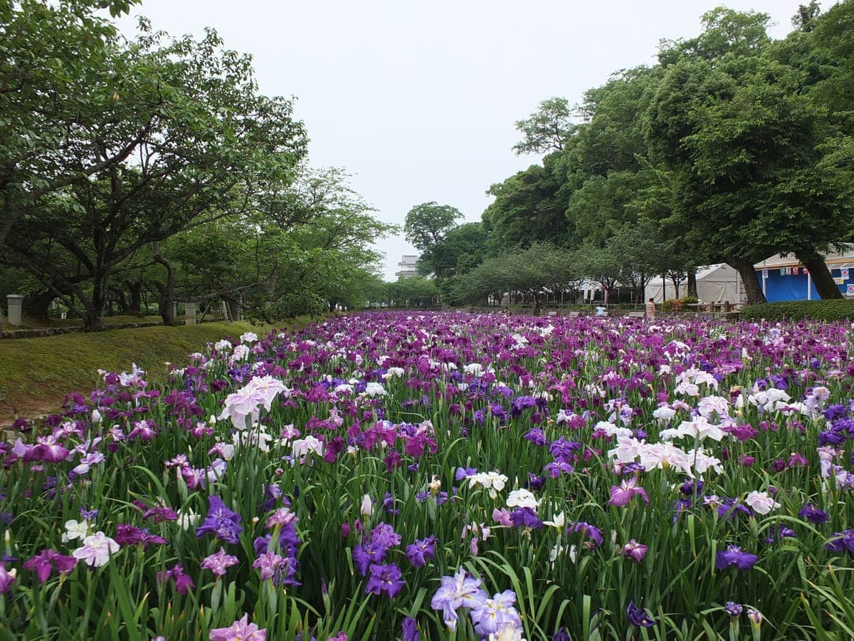 Iris Viewing at Omura