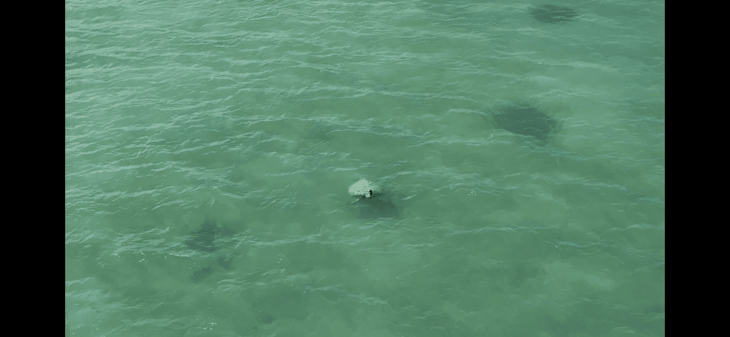 Miyakojima Sea Turtle Museum