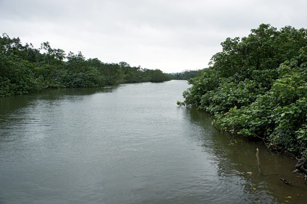 Nakama River Mangrove Cruise