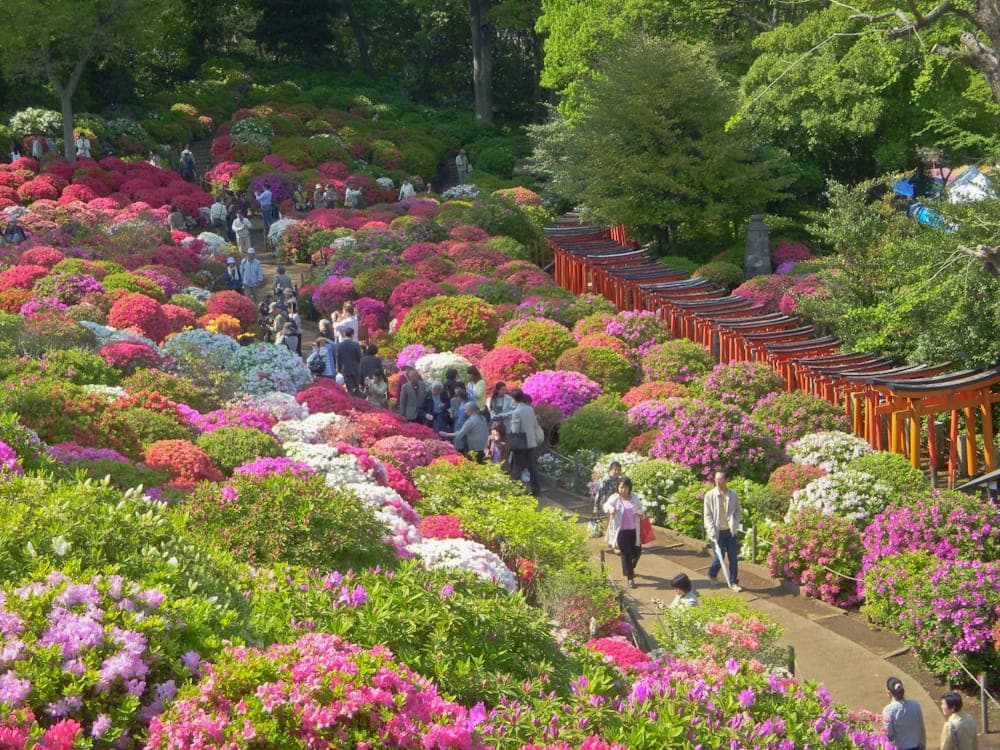 Nezu Shrine Azalea Festival