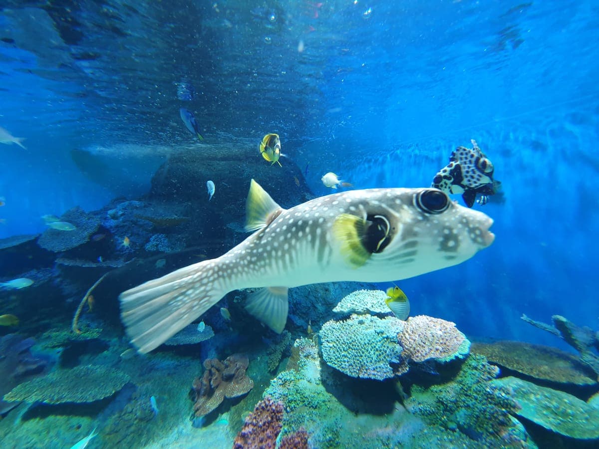 Shinagawa Aquarium