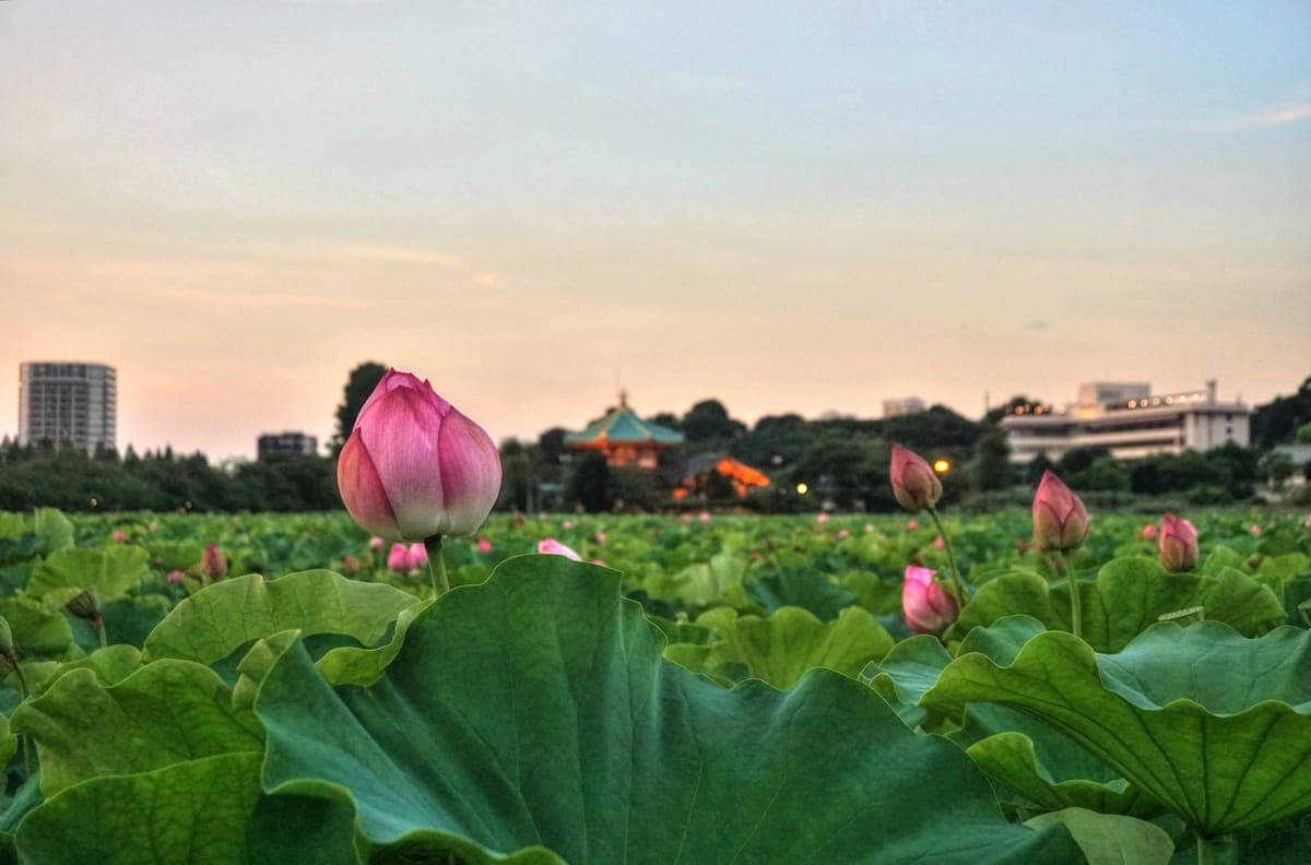 Shinobazu Pond